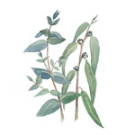 Eucalyptus globulus